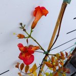Trúbkovec krížený (Campsis × tagliabuana) 'Madame Galen' - výška 60-80 cm, kont. C1.5L